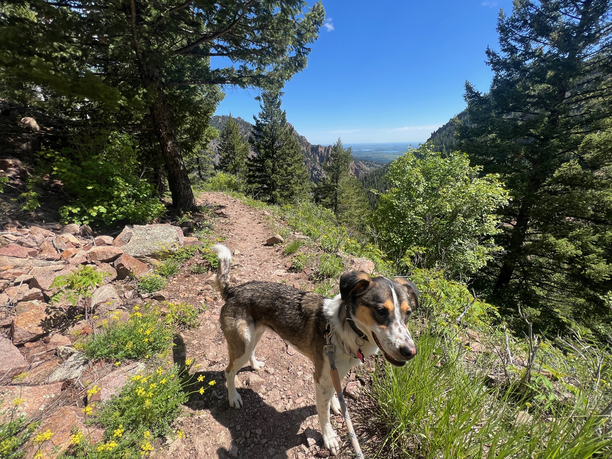 Rattlesnake Gulch Trail Approachable Outdoors